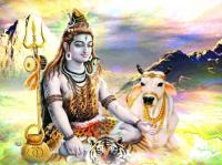 The cow worshipped Lord Shiva to secrete milk from its udder.